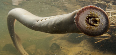 lamprey1x50.jpg