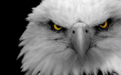 angry-eagle-a1upt5cd4nid8fcm.jpg